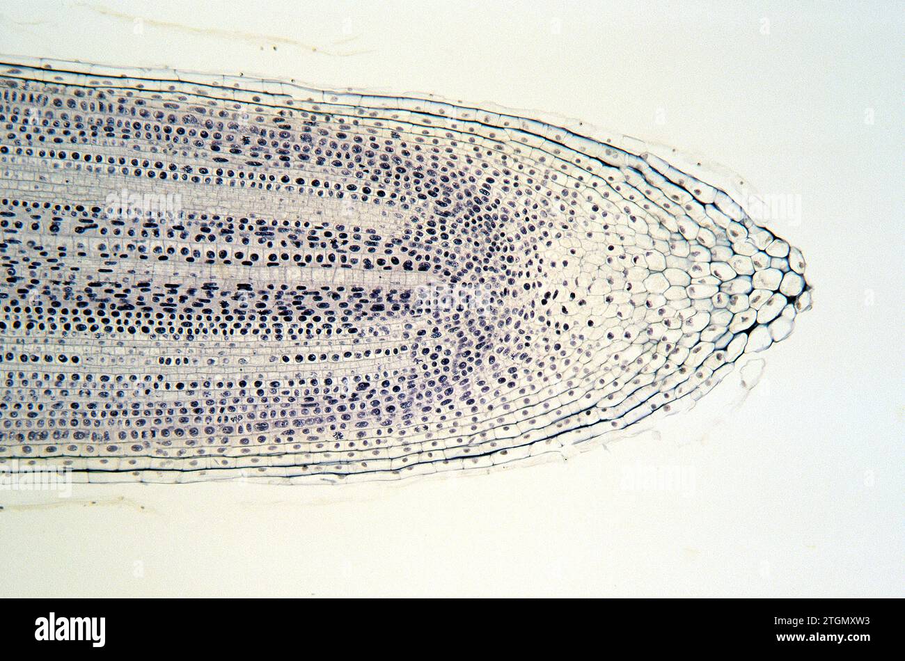 Calyptra oder Wurzelkappe schützt meristematisches Gewebe der Zwiebelwurzel. Zellen auf Mitose. Stockfoto
