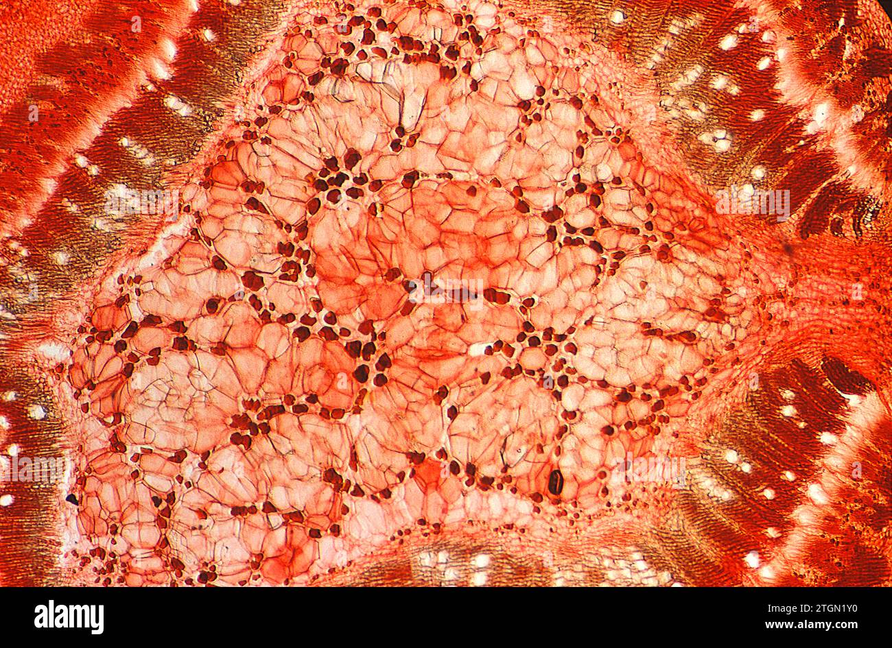 Collenchym ist ein Stützpflanzengewebe. Photomikrograph. Stockfoto