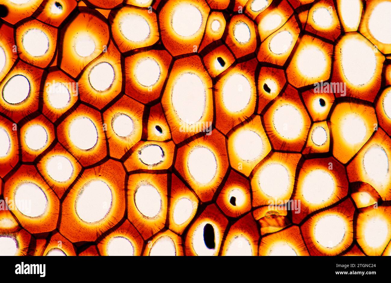 Plasmodesmata sind mikroskopische Tubuli, die Zellen miteinander verbinden. Photomikrograph. Stockfoto