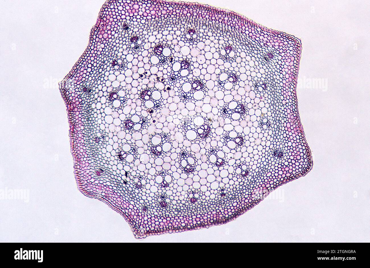 Smilax-Schaftquerschnitt mit Epidermis, vaskulären Bündeln und Parenchym. Monocot Stiel Photomikrograph. Stockfoto