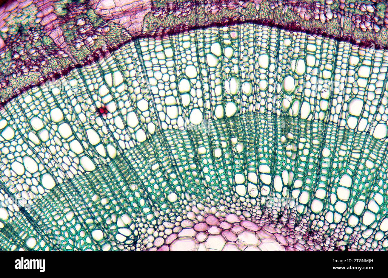 Stamm zwei Jahre alt, Querschnitt, zeigt Frühjahr und Sommer Schiffe. Photomikrograph. Stockfoto