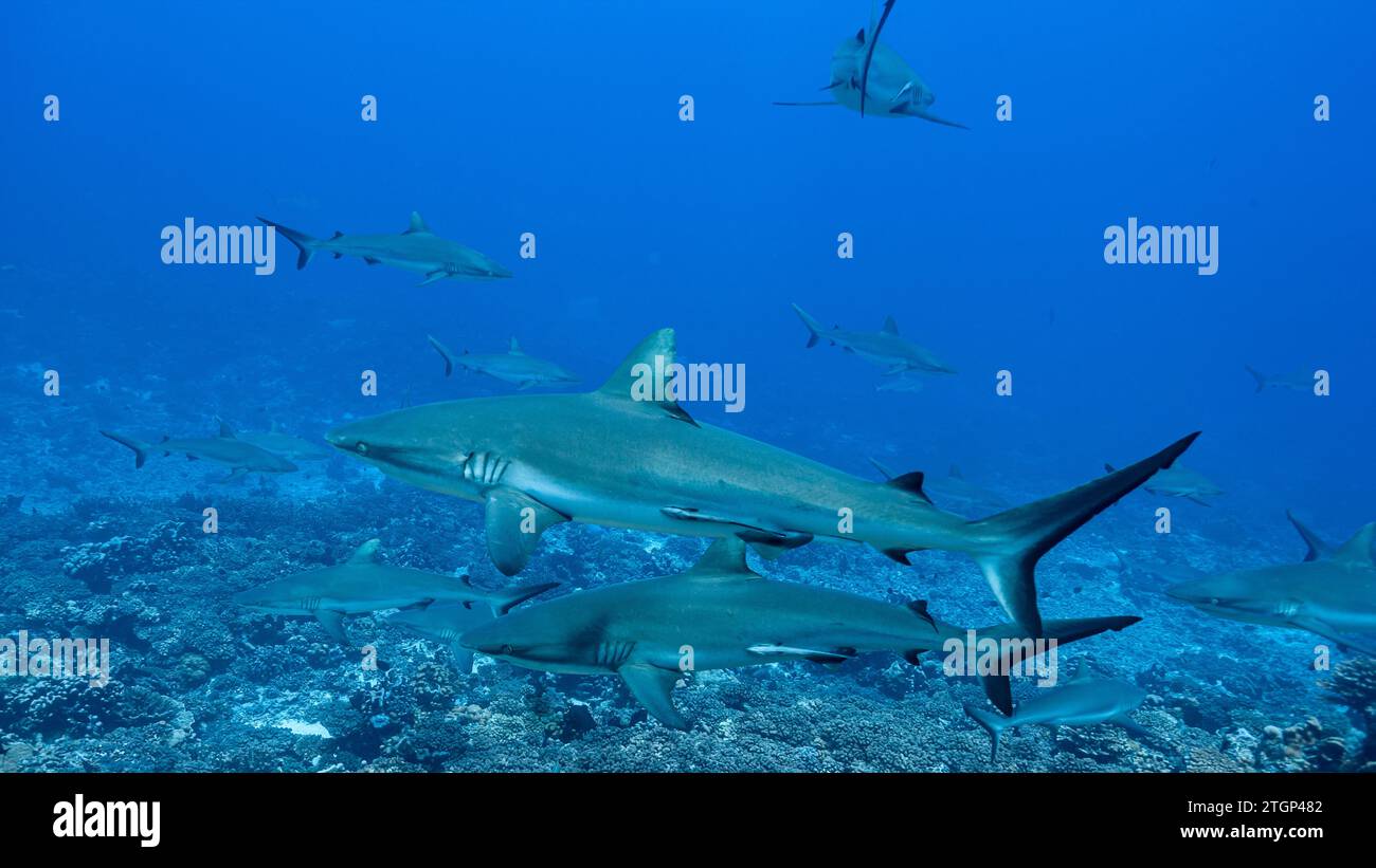 Französisch-Polynesien, Fakarava Süd, Grauer Riffhai (Carcharhinus amblyrhynchos) Stockfoto