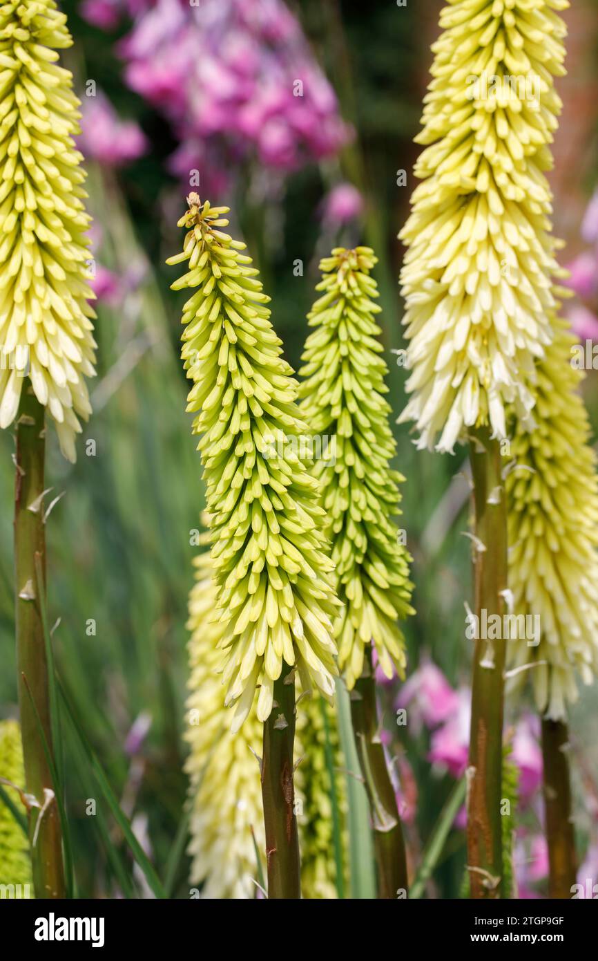 Kniphofia „Eiskönigin“-Blumenspitzen. Stockfoto