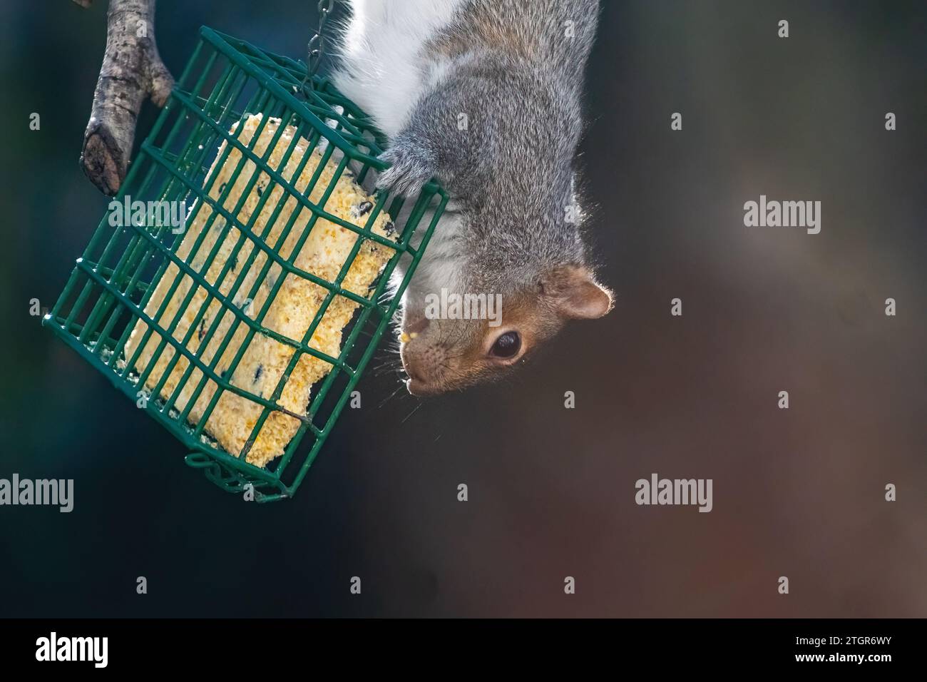 Graues Eichhörnchen am Suet Hinterhof-Zubringer Stockfoto