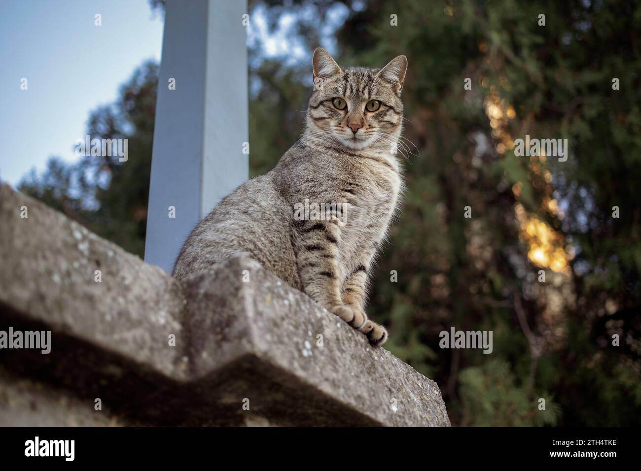 Tabby streunende Katze, die auf einem Betonzaun sitzt Stockfoto