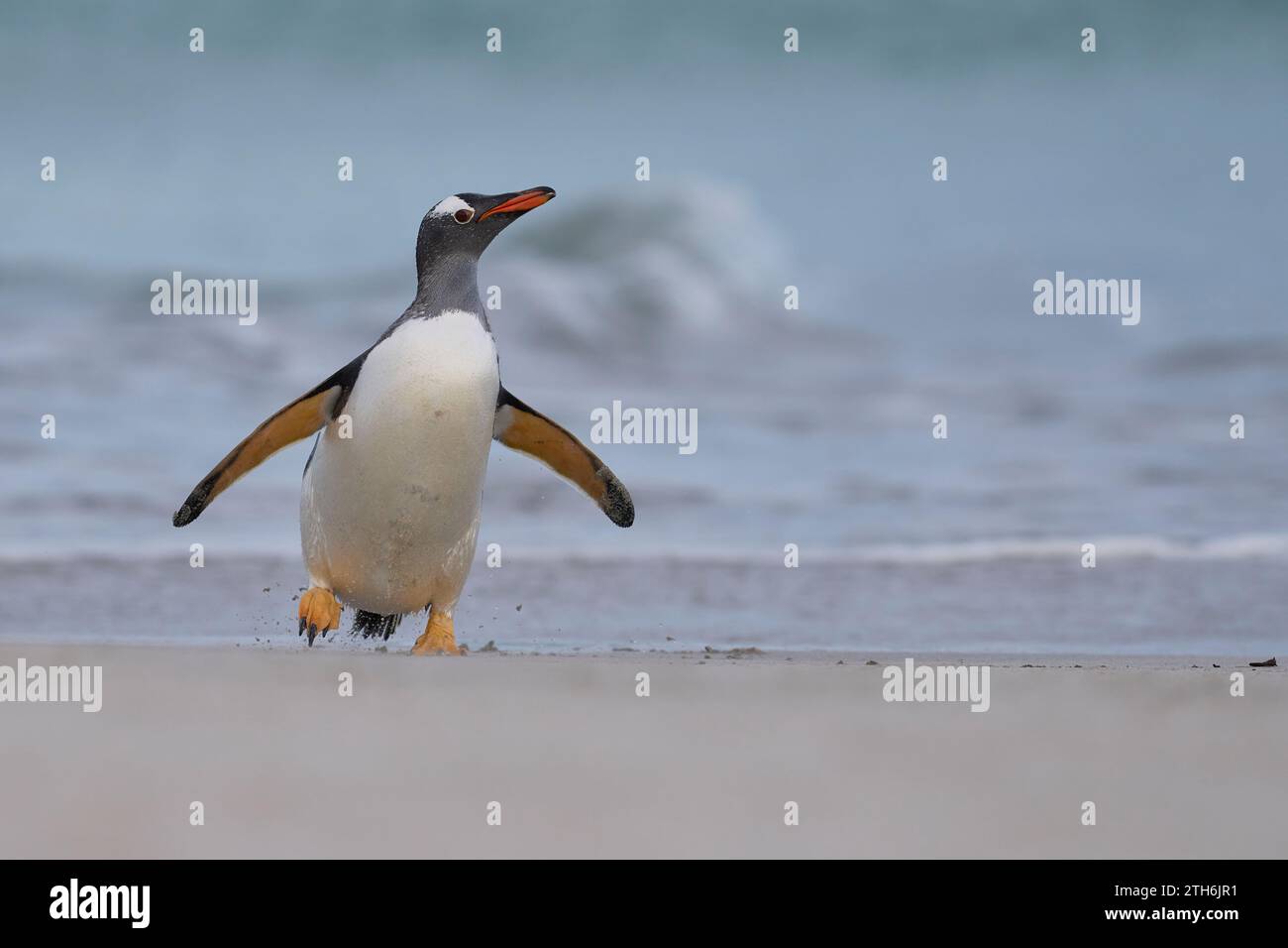 Gentoo Pinguin (Pygoscelis papua), die sich aus dem Meer auf einen großen Sandstrand auf der trostlosen Insel in der Falkland Inseln. Stockfoto