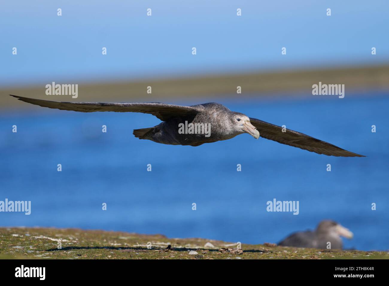 Südlicher Riesensturmvogel (Macronectes giganteus) fliegt über Weiden entlang der Küste von Bleaker Island auf den Falklandinseln. Stockfoto