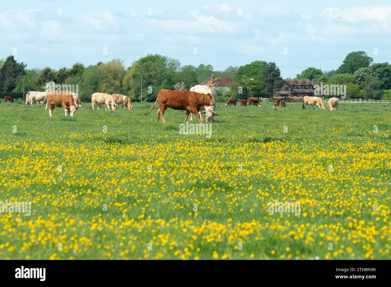 Dorney, Großbritannien. Mai 2023. Rinder auf Dorney Common in Buckinghamshire. Dorney Common ist ein gewöhnliches Land und Vieh weidet seit über tausend Jahren frei über Felder und Straßen. Kredit: Maureen McLean/Alamy Stockfoto