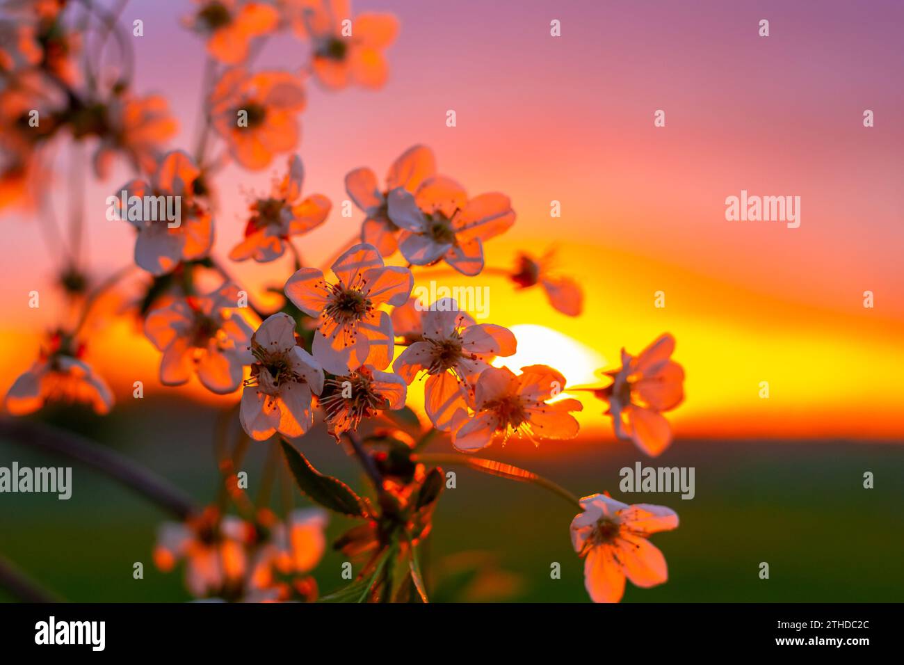 Atmosphärischer Frühlingshintergrund. Abendsonnenstrahlen erleuchten die Kirschblüten im Garten bei Sonnenuntergang. Stockfoto