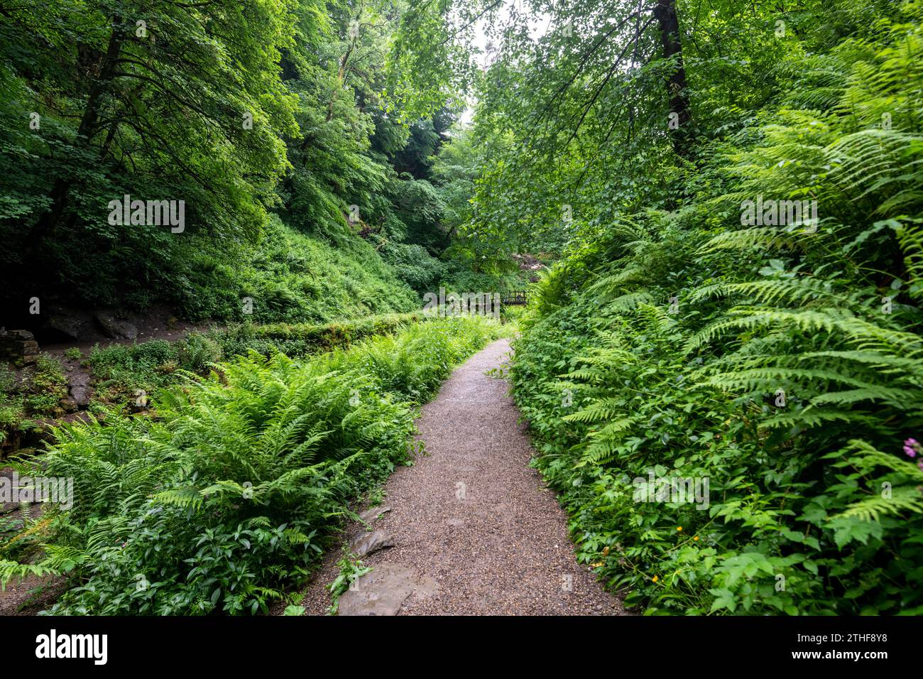 Schmaler Waldweg in Yorkshire England Stockfoto