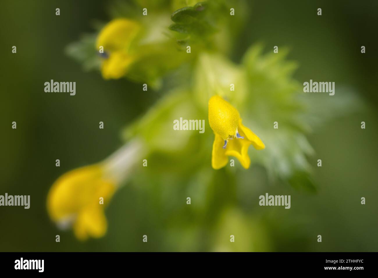 Nahaufnahme der Blume der gelben Rassel, Rhinantus alectorolophus, England, Großbritannien Stockfoto