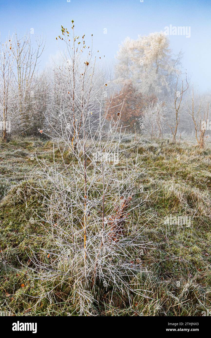 Raureif nach einem rückläufigen Nebel im Rudge Hill Nature Reserve (Scottsquar Hill), Edge Common, Edge, Gloucestershire, England Großbritannien Stockfoto