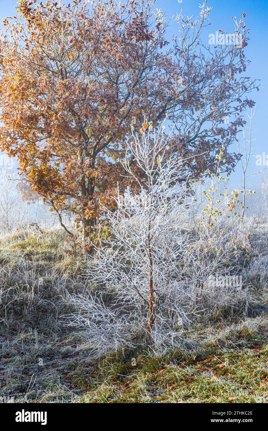 Raureif nach einem rückläufigen Nebel im Rudge Hill Nature Reserve (Scottsquar Hill), Edge Common, Edge, Gloucestershire, England Großbritannien Stockfoto