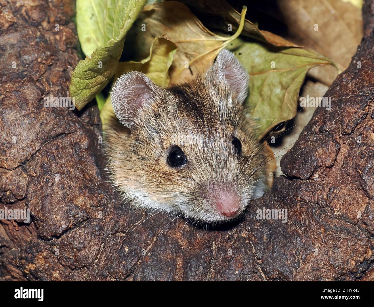 Gestreifte Feldmaus, Brandmaus, Mulot rayé, Apodemus agrarius, pirókegér, Ungarn, Magyarország, Europa Stockfoto