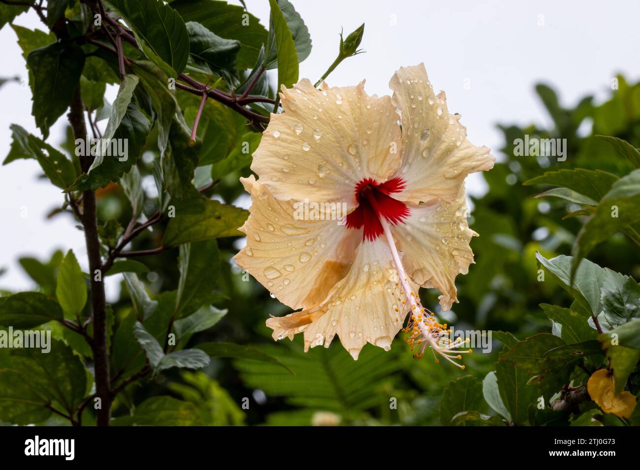 Makros, Hibiskusblüten oder Chinesische Rose, bedeckt mit Regentropfen nach einem Regenschauer. Stockfoto