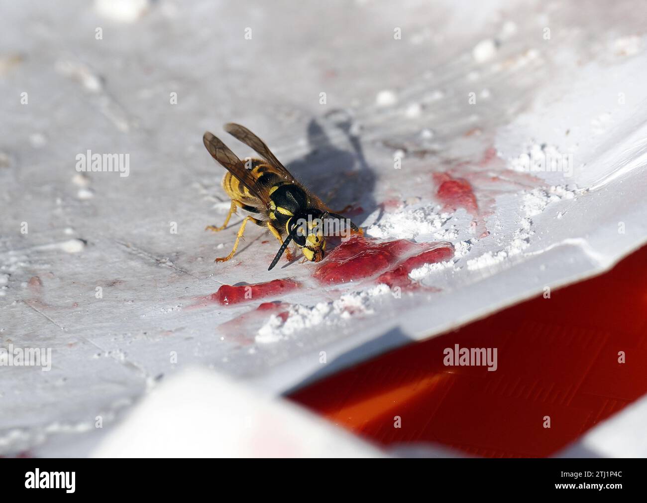 Europäische Wespe, Deutsche Wespe, Guêpe germanique, Vespula germanica, Budapest, Ungarn, Magyarország, Europa Stockfoto