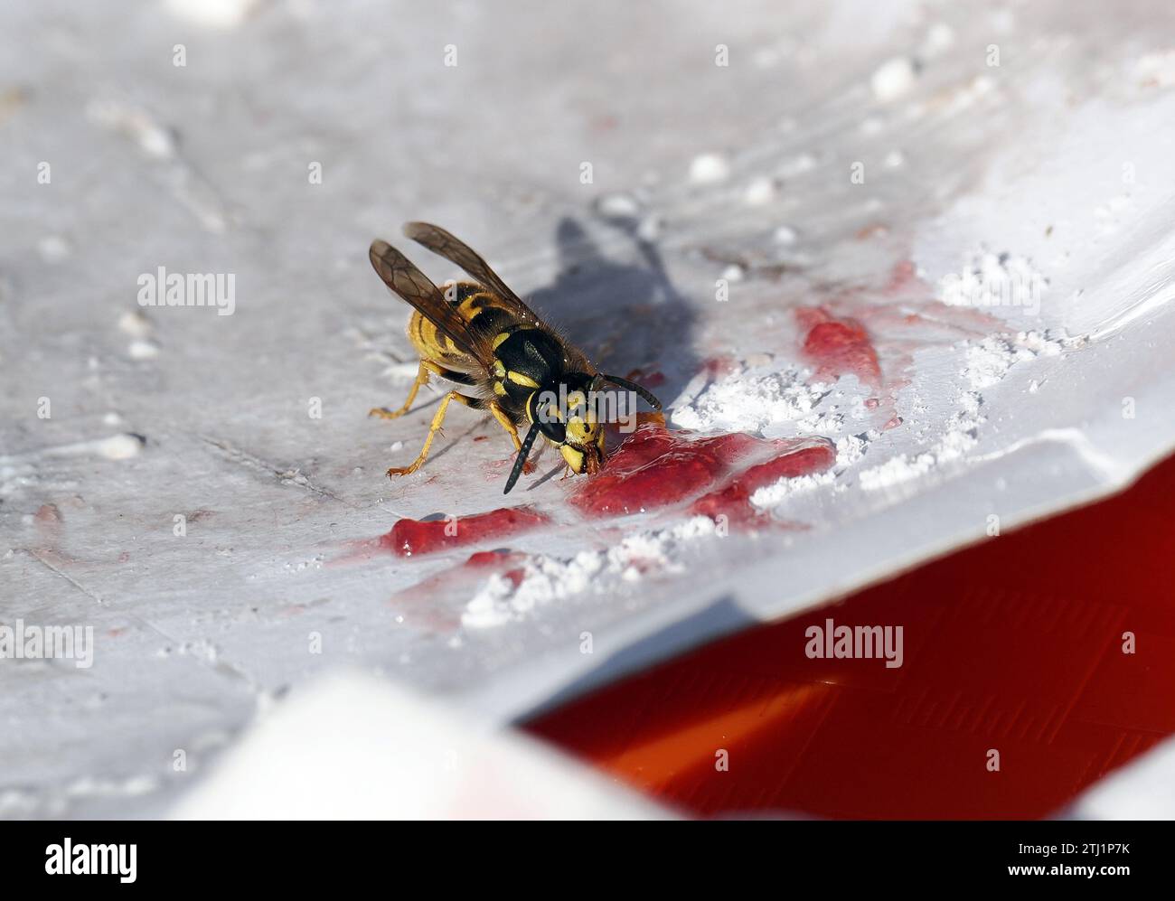 Europäische Wespe, Deutsche Wespe, Guêpe germanique, Vespula germanica, Budapest, Ungarn, Magyarország, Europa Stockfoto
