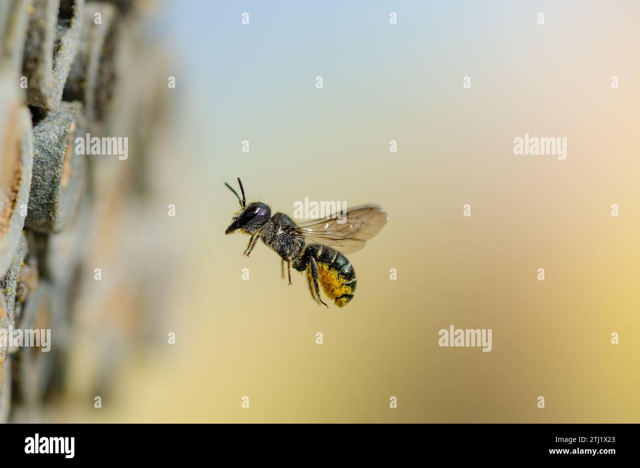 Fliegende Wildbiene vor Insektenhotel, Fliegende Wildbiene vor Insektenhotel Stockfoto