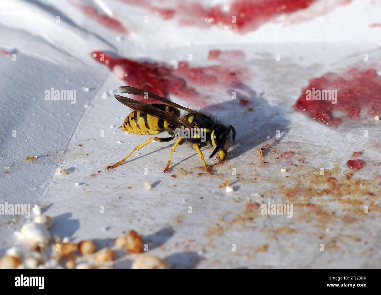 Europäische Wespe, Deutsche Wespe, Guêpe germanique, Vespula germanica, Budapest, Ungarn, Magyarország, Europa Stockfoto