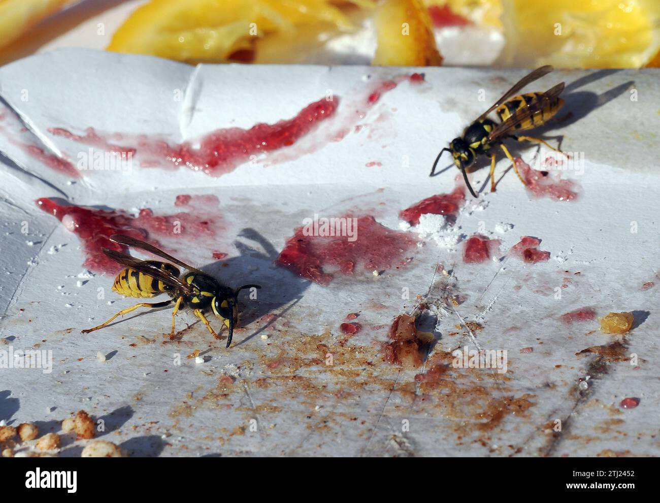 Europäische Wespe, Deutsche Wespe, Guêpe germanique, Vespula germanica, Budapest, Ungarn, Magyarország, Europa Stockfoto