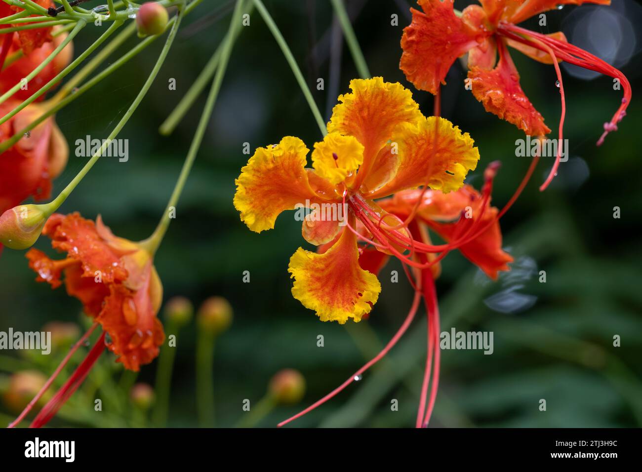 Caesalpinia pulcherrima auch bekannt als poinciana, Pfauenblume, roter Paradiesvogel, mexikanischer Paradiesvogel, zwergpoinciana, Stolz von Barbados, Stockfoto