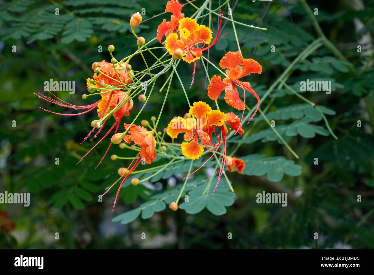 Caesalpinia pulcherrima auch bekannt als poinciana, Pfauenblume, roter Paradiesvogel, mexikanischer Paradiesvogel, zwergpoinciana, Stolz von Barbados, Stockfoto