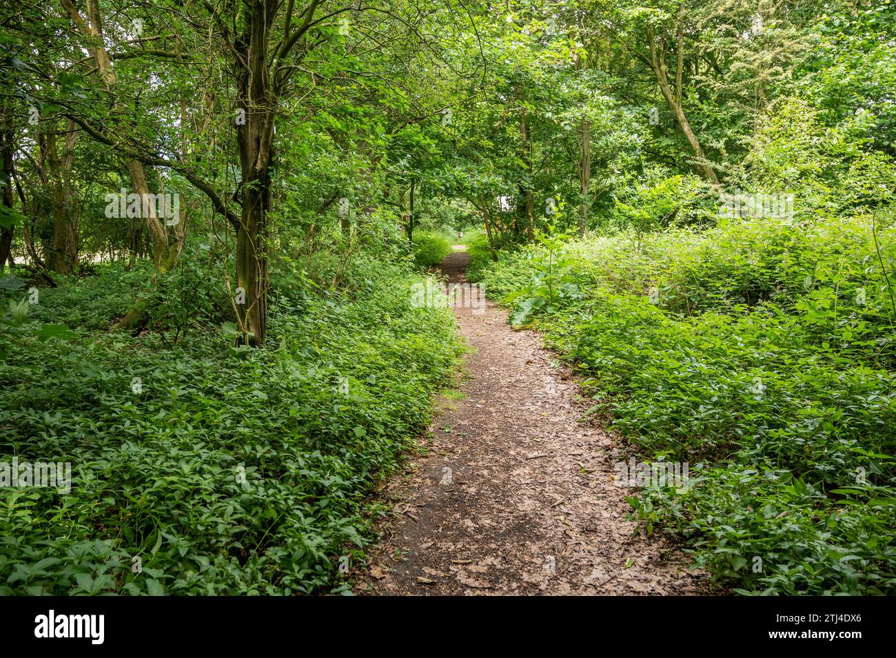 Schmaler Waldweg in Yorkshire England Stockfoto