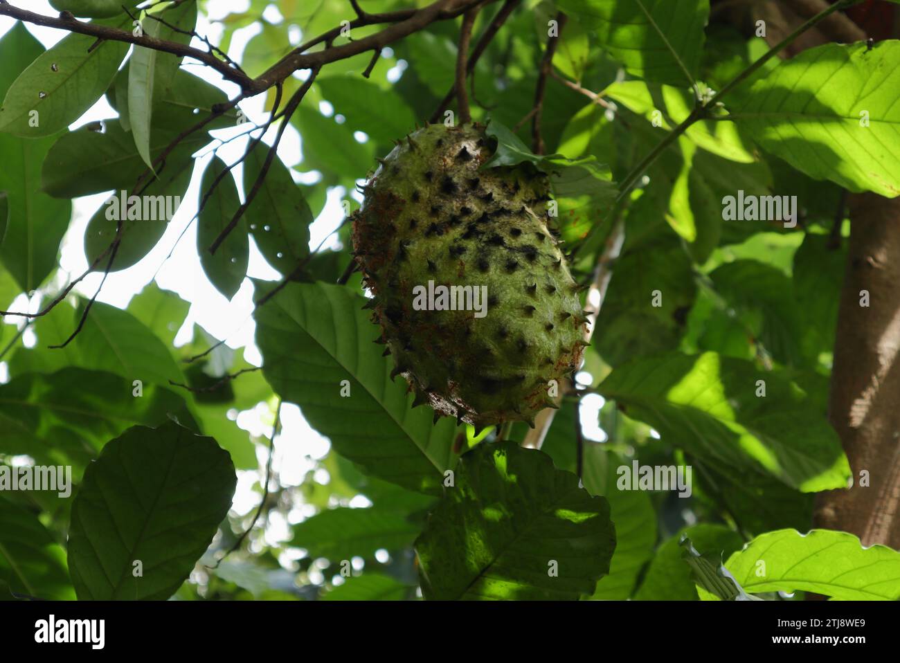 Niedrige Ansicht einer hängenden Reifen Soursop-Frucht (Annona muricata) mit den Weaver-Ameisen auf der stacheligen Fruchtoberfläche Stockfoto