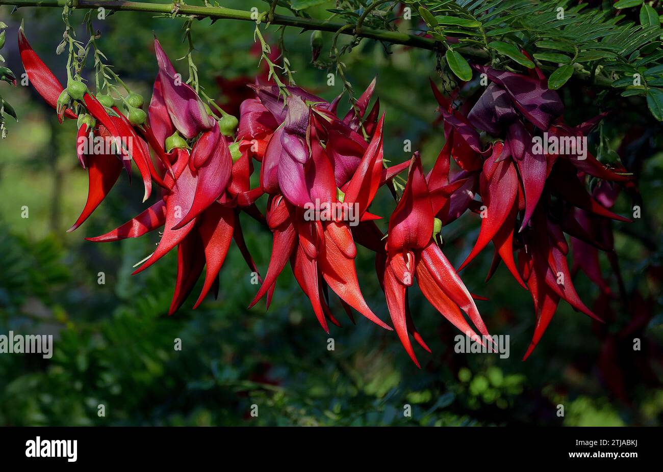 Clianthus puniceus, auch bekannt als Kaka-Schnabel (K?whai Ngutu-k?k?k?) In M?ori) ist eine Art blühender Pflanze aus der Gattung Clianthus der Leguminosenfamilie Fabaceae, die auf der Nordinsel Neuseelands beheimatet ist. Clianthus puniceus ist ein immergrüner Sträucher, eine von zwei Arten von Clianthus, die beide auffällige Gruppen roter, röhrenförmiger Blüten aufweisen, die dem Schnabel des neuseeländischen Papageiens k?k? Ähneln. Die Pflanze ist auch bekannt als Papageienschnabel, Papageienschnabel und Hummerkralle. Quelle: BSpragg Stockfoto