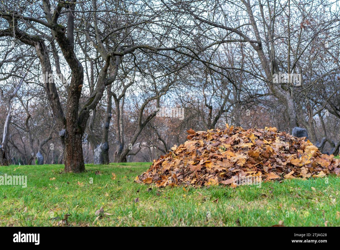 Herbstliche Blätter, die auf einer Rutsche in einem Stadtpark gesammelt wurden. Stockfoto