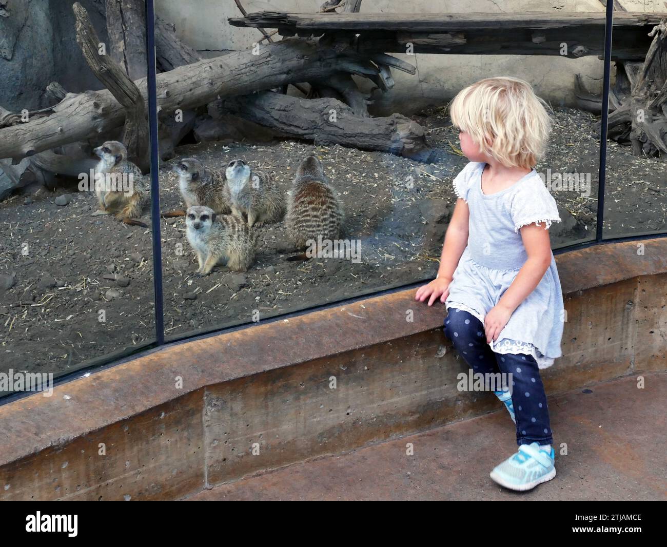 Ein Tag im Zoo. Kind, das in das Gehege von Meerkat schaut. Calgary Zoo, Bridgeland, Calgary, Alberta, Kanada. Das Wilder Institute/Calgary Zoo wurde 1929 gegründet und ist eines der beliebtesten Reiseziele für Familien. Auf einem 125 Hektar großen Grundstück im Herzen von Calgary betreibt das Unternehmen eine der ältesten Wohltätigkeitsorganisationen in Alberta und ist eine führende Autorität im Kampf gegen das Aussterben von Pflanzen und Tieren weltweit. Nur redaktionelle Verwendung. Quelle: BSpragg Stockfoto