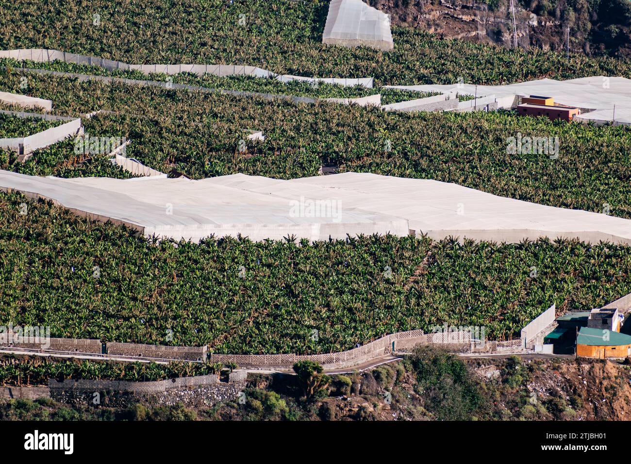 Luftaufnahme. Bananenplantagen in Gewächshäusern. Los Llanos de Aridane, La Palma, Santa Cruz de Teneriffa, Kanarische Inseln, Spanien Stockfoto