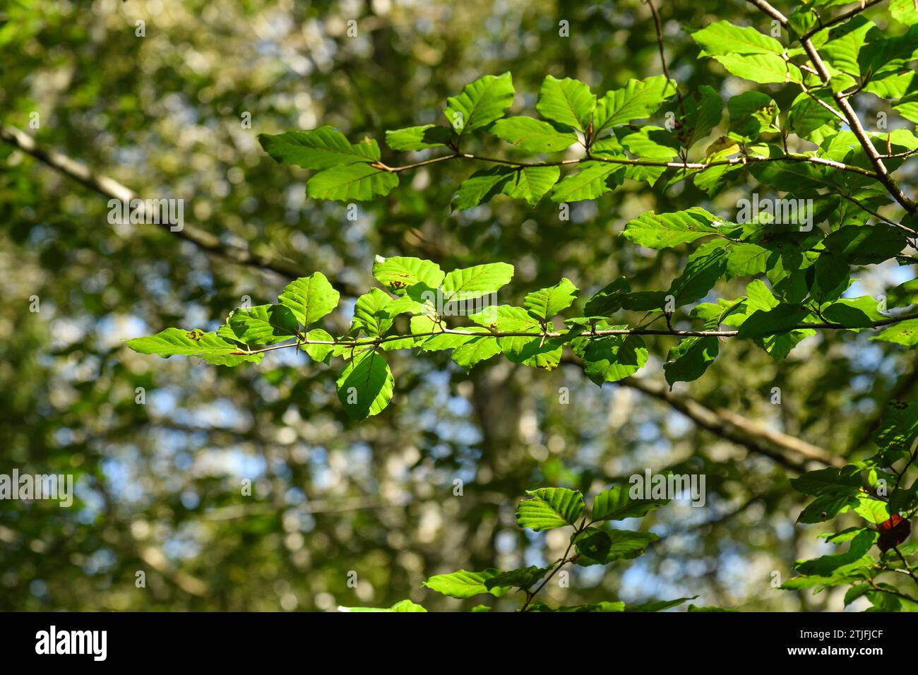 Detail der Flachblätter einer Buche Stockfoto