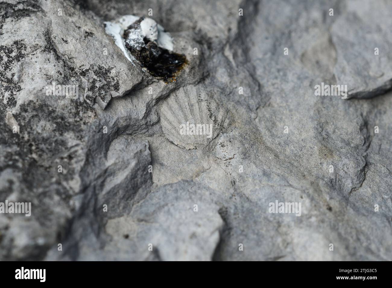 Detail einer fossilen Molluskenhülle in den Kalksteinen des Monte Santiago Stockfoto