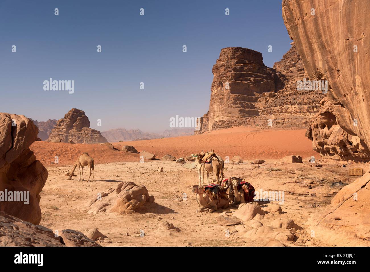 Kamele in der Wüste Wadi Rum, Jordanien. Wadi Rum, auch bekannt als Tal des Mondes, ist ein Tal, das in den Sandstein und Granitfelsen im südlichen Jordanien, nahe der Grenze zu Saudi-Arabien und etwa 60 km (37 mi) östlich der Stadt Aqaba geschnitten wurde. Mit einer Fläche von 720 km2 ist es das größte Wadi (Flusstal) Jordaniens. Mehrere prähistorische Zivilisationen hinterließen Petroglyphen, Felsinschriften und Ruinen in Wadi Rum. Heute ist es eine Touristenattraktion, die geführte Touren, Wandern und Klettern anbietet. Das Naturschutzgebiet Wadi Rum gehört seit 2011 zum UNESCO-Weltkulturerbe. Stockfoto