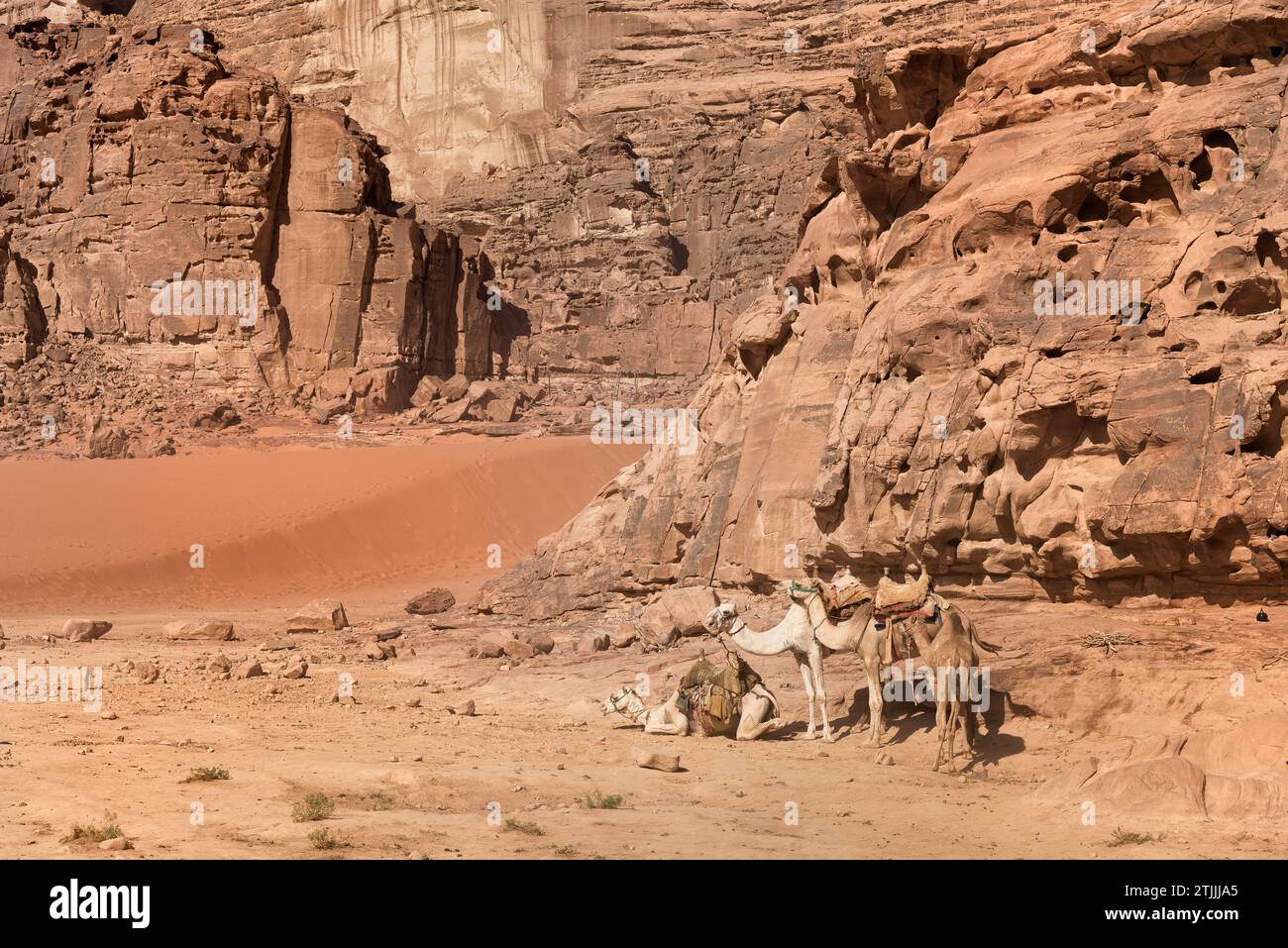 Kamele in der Wüste Wadi Rum, Jordanien. Wadi Rum, auch bekannt als Tal des Mondes, ist ein Tal, das in den Sandstein und Granitfelsen im südlichen Jordanien, nahe der Grenze zu Saudi-Arabien und etwa 60 km (37 mi) östlich der Stadt Aqaba geschnitten wurde. Mit einer Fläche von 720 km2 ist es das größte Wadi (Flusstal) Jordaniens. Mehrere prähistorische Zivilisationen hinterließen Petroglyphen, Felsinschriften und Ruinen in Wadi Rum. Heute ist es eine Touristenattraktion, die geführte Touren, Wandern und Klettern anbietet. Das Naturschutzgebiet Wadi Rum gehört seit 2011 zum UNESCO-Weltkulturerbe. Stockfoto