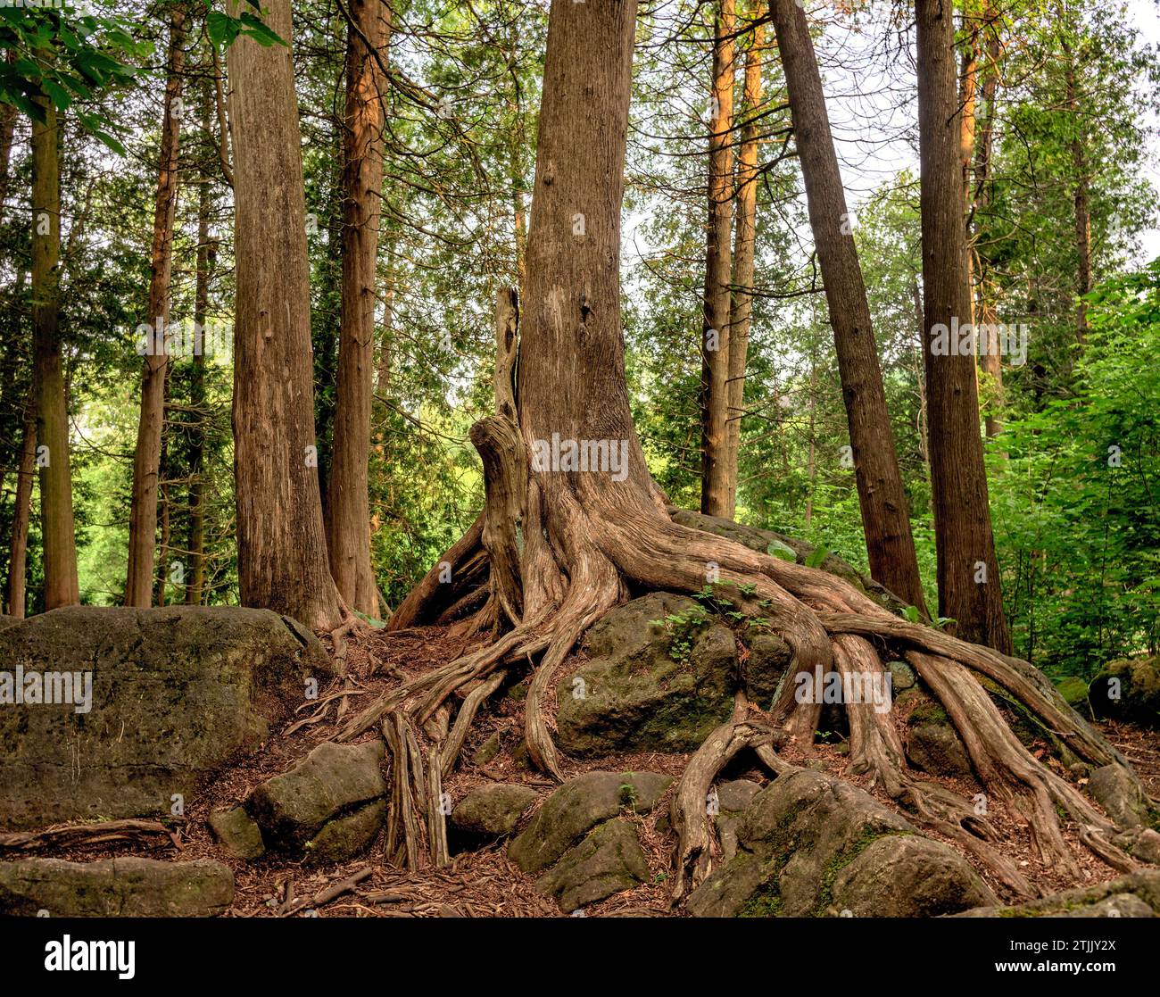 Limehouse, Ontario, Kanada. Die Limehouse Conservation Area liegt am Niagara Escarpment in der Nähe von Limehouse, Ontario. Er liegt innerhalb der Einzugszone des Credit River und wird von seinem Nebenfluss Black Creek geteilt. Das Gebiet ist bekannt für ein System von tiefen Felsspalten und Felsspalten, von denen einige über Leitern an der Stelle, die als „Loch in der Mauer“ bekannt ist, zugänglich sind. Reste der Kalköfen aus dem 19. Jahrhundert sind in der Gegend zu finden, was sie zu einem Ort des regionalen Kulturerbes macht. Stockfoto