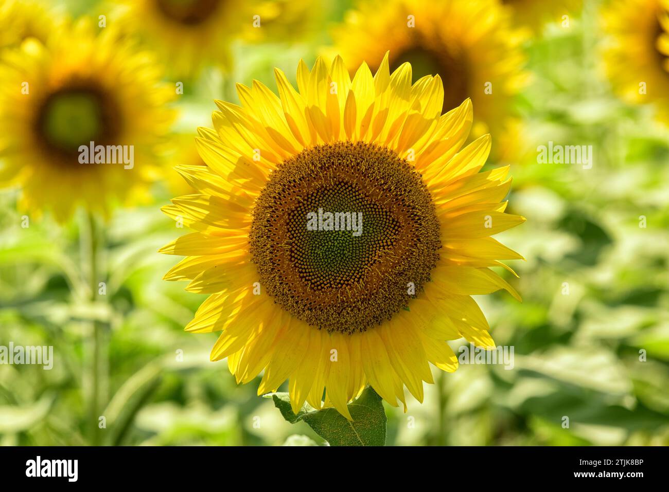 Sonnenblumen wachsen auf einem Feld. Sanftes, trübes Leuchten. Helianthus ist eine Gattung, die etwa 70 Arten von ein- und mehrjährigen blühenden Pflanzen aus der Familie der Gänseblümchen Asteraceae umfasst, die allgemein als Sonnenblumen bekannt sind. Mit Ausnahme von drei südamerikanischen Arten sind die Helianthus-Arten in Nordamerika und Mittelamerika beheimatet. Stockfoto