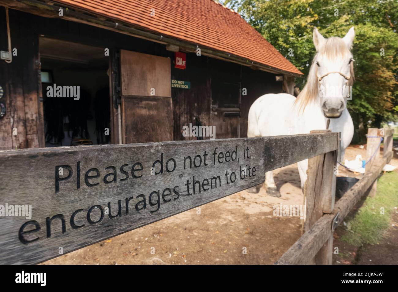 England, West Sussex, Weald and Downland Living Museum, Working Horse Stockfoto