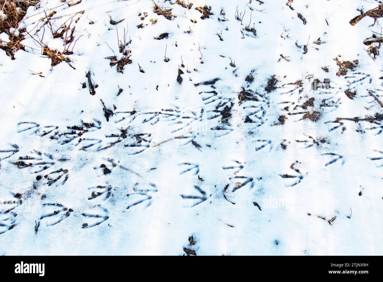 Kanadier-Gänse-Spuren im Schnee Stockfoto