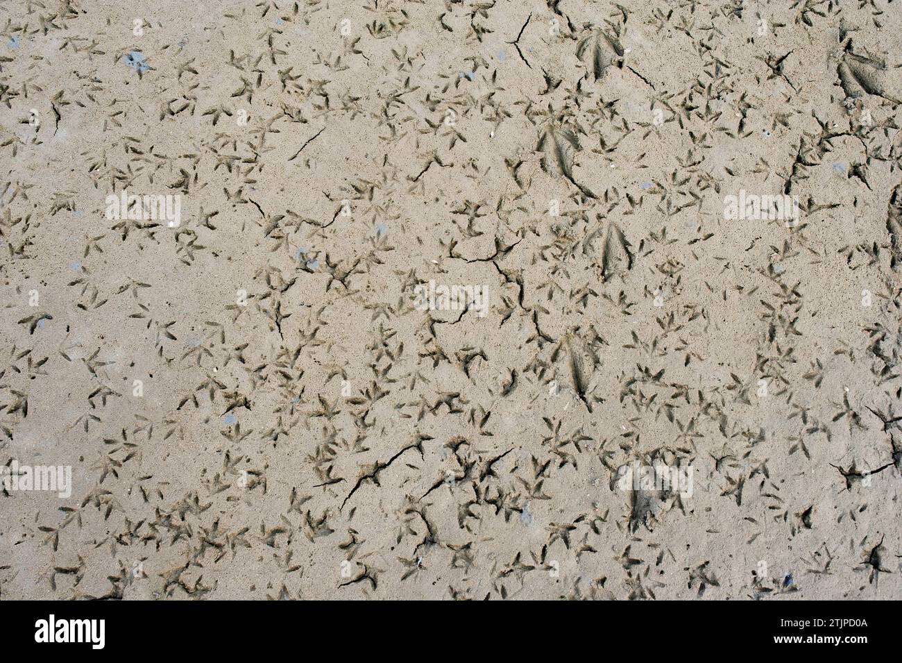 Shorebird Tracks auf schlammflachem Fütterungsbereich Stockfoto