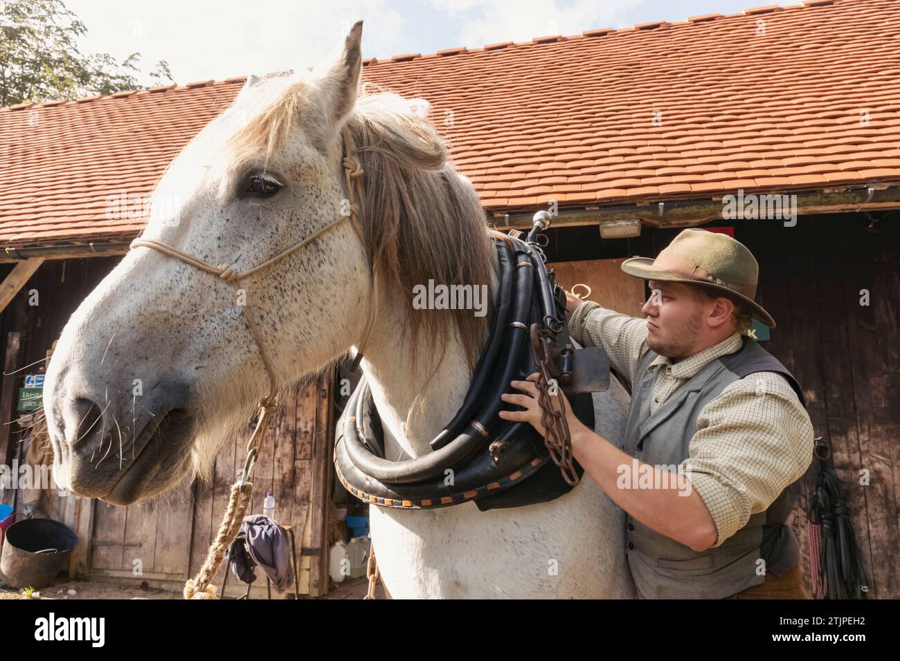 England, West Sussex, Weald and Downland Living Museum, Working Horse Stockfoto
