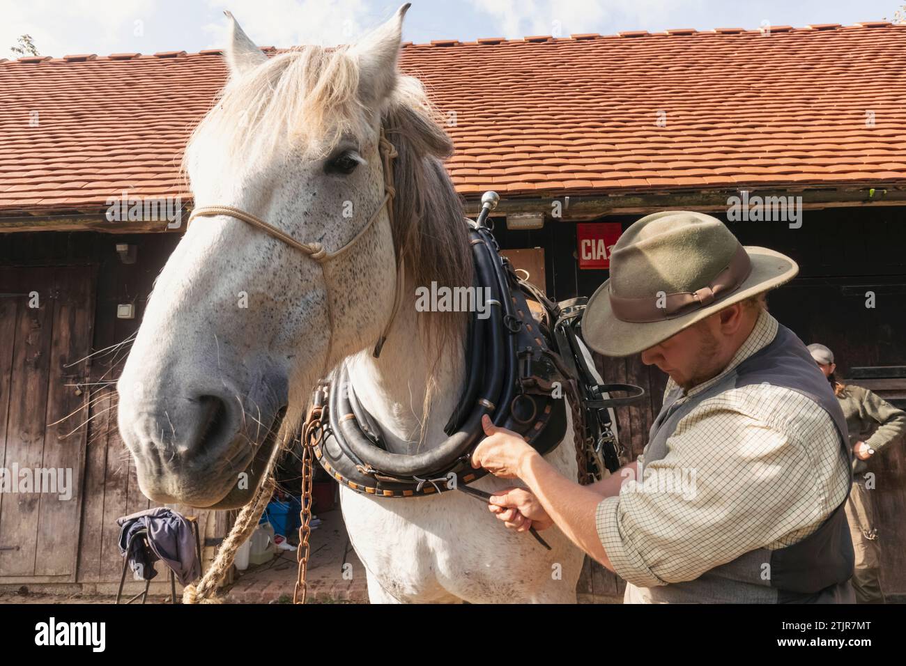 England, West Sussex, Weald and Downland Living Museum, Working Horse Stockfoto
