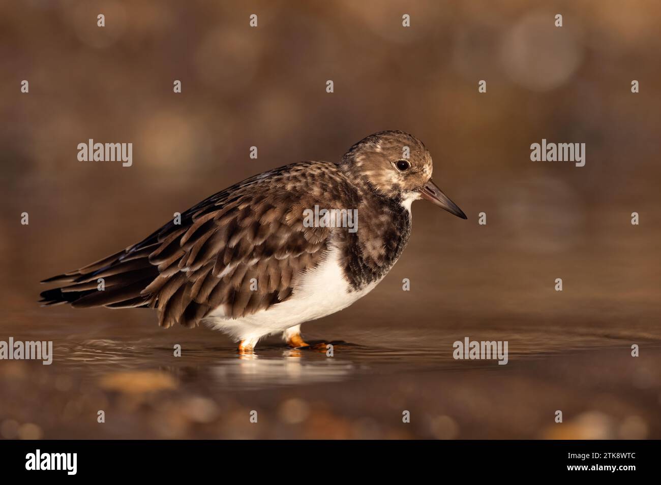 Ruddy Turnstone (Arenaria interpres) an der Küste von East Yorkshire in Golden Hour Stockfoto