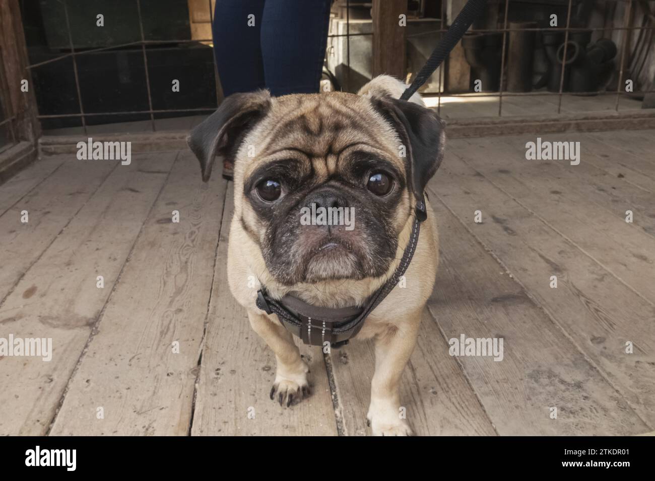 England, West Sussex, das Weald and Downland Living Museum, Mops Dog Stockfoto
