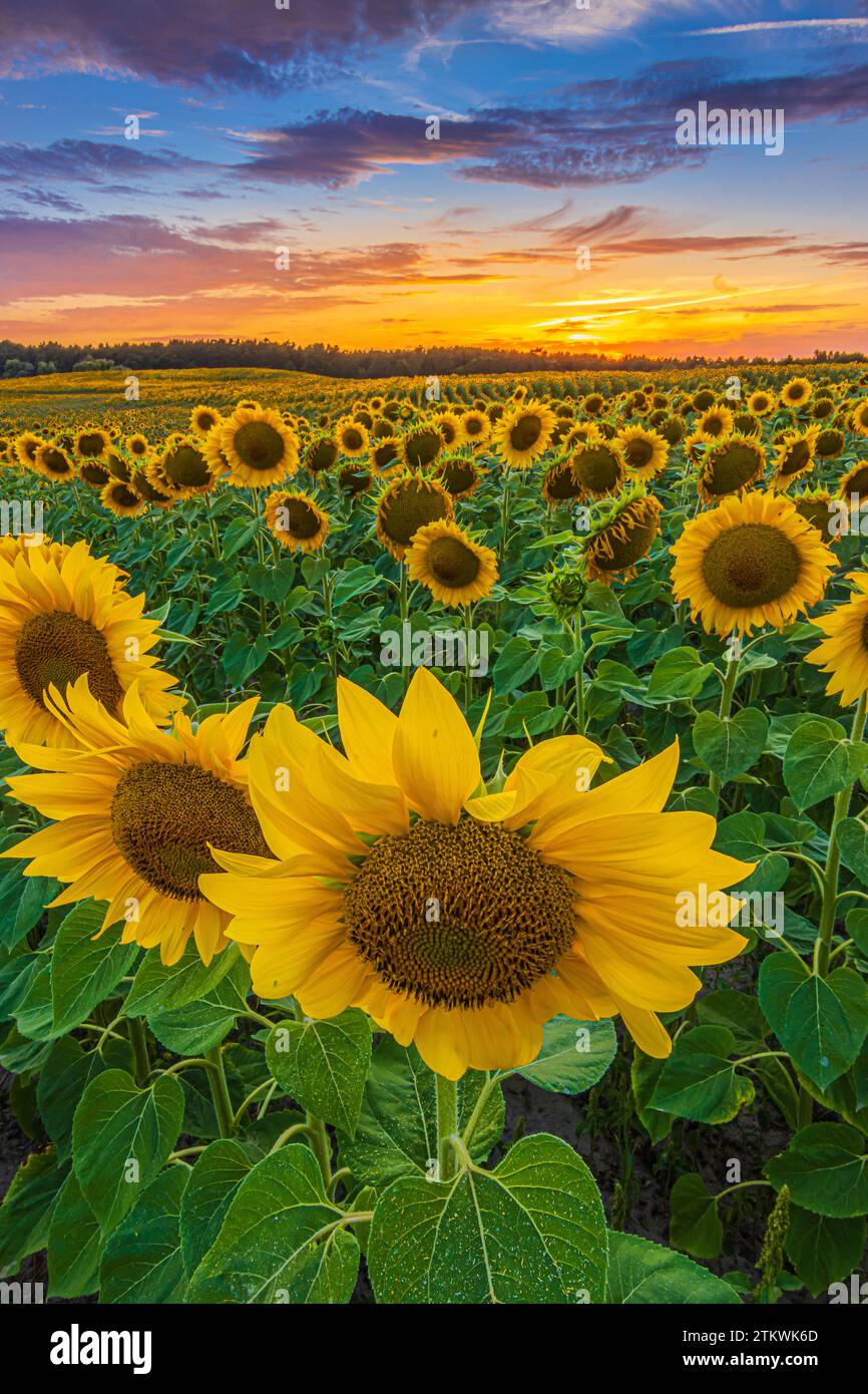 Sonnenblumen mit gelben Blütenblättern eines Feldes mit vielen Ernten. Sommerabendlandschaft mit farbenfrohem Himmel. Geöffnete Sonnenblumenblüten mit grünen Blättern Stockfoto