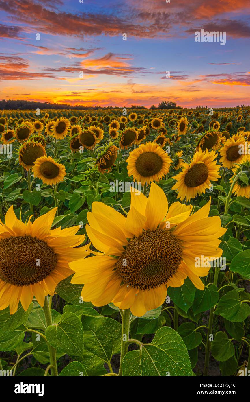 Viele Sonnenblumen im Sommer bei Sonnenuntergang. Feld am Abend mit bewölktem gelb-orange-rotem Himmel. Landschaft mit Blumen und Blüten. Samen in der Blüte Stockfoto