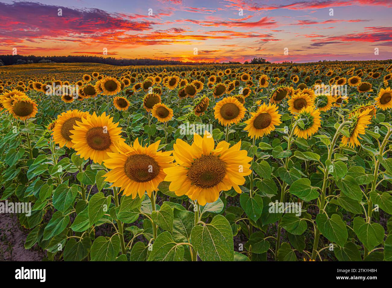 Blick auf ein Feld mit vielen Sonnenblumen am Abend. Landschaft bei Sonnenuntergang. Feld mit vielen Blumen und dramatischem Himmel. Sommertag mit Wolken Stockfoto