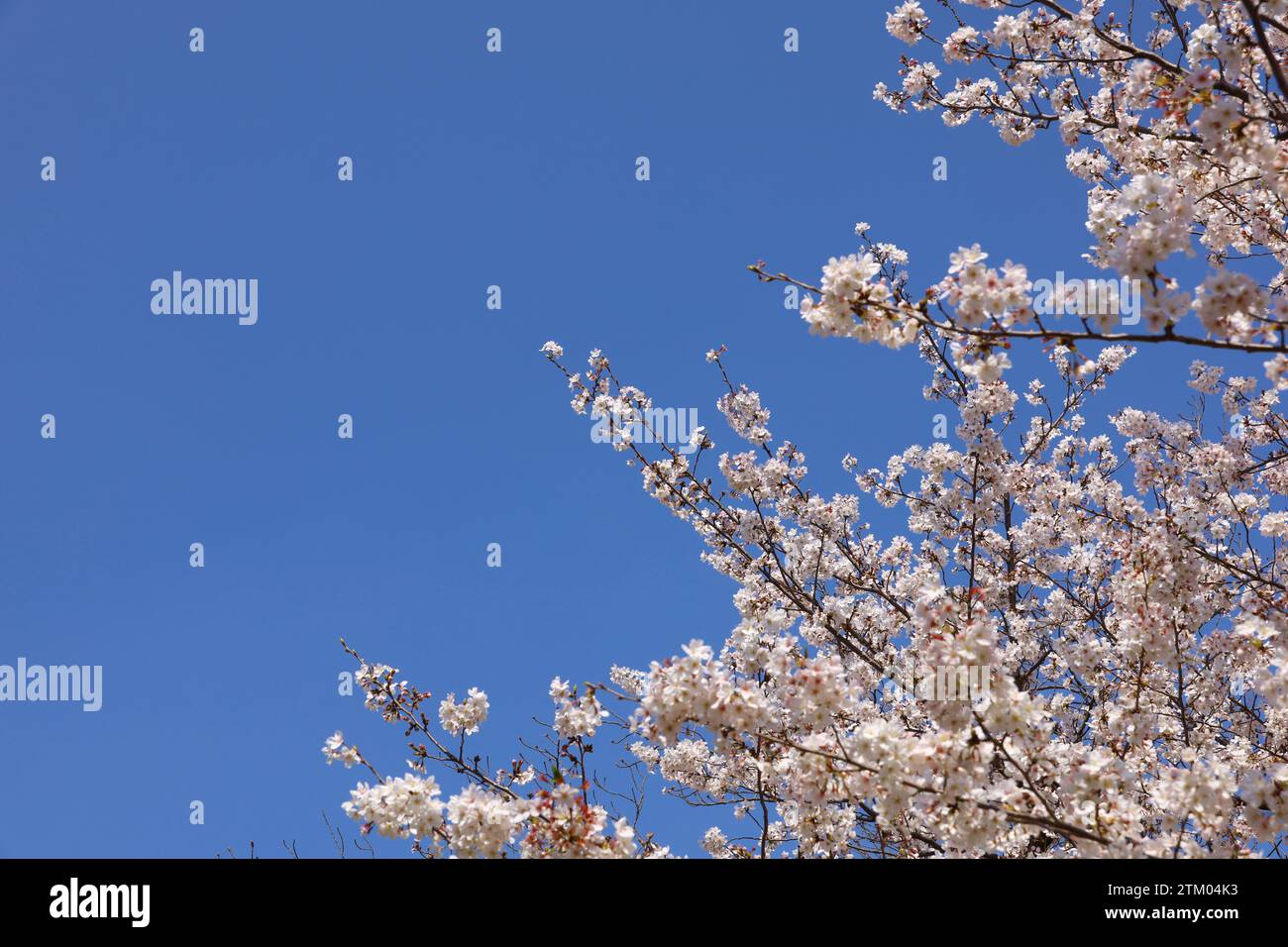 Hintergrundfoto einer Nahaufnahme von Kirschblüten in voller Blüte Stockfoto