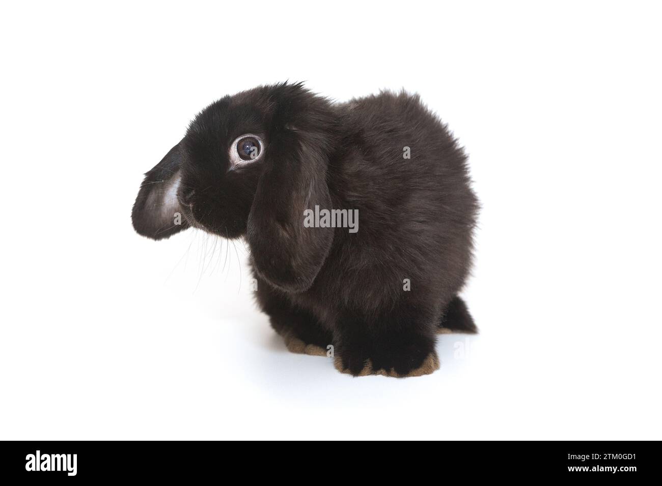 Kleines dekoratives Faltkaninchen in Schwarz, isoliert auf weißem Hintergrund Stockfoto